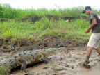  Well-trained crocodile on Turcoles River, waiting for a piece of raw chicken from our boat captain