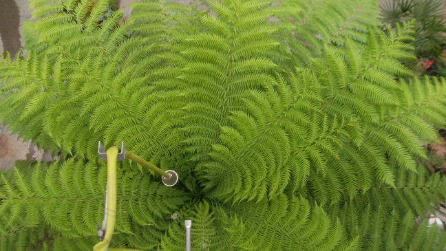  Looking down into a huge fern at the tropical conservatory of Geneva's botanical garden