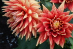  Incredible dahlias in Anchorage park - thanks to 20 hours of sunlight
