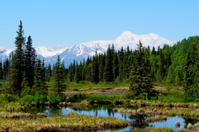 Prime moose habitat along the Susitna River, with Denali in the background