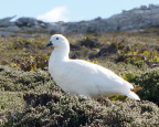  No predators in the Falklands so the birds are unwary
