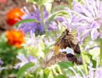  Butterfly enjoying the King's Garden at Fort Ticonderoga
